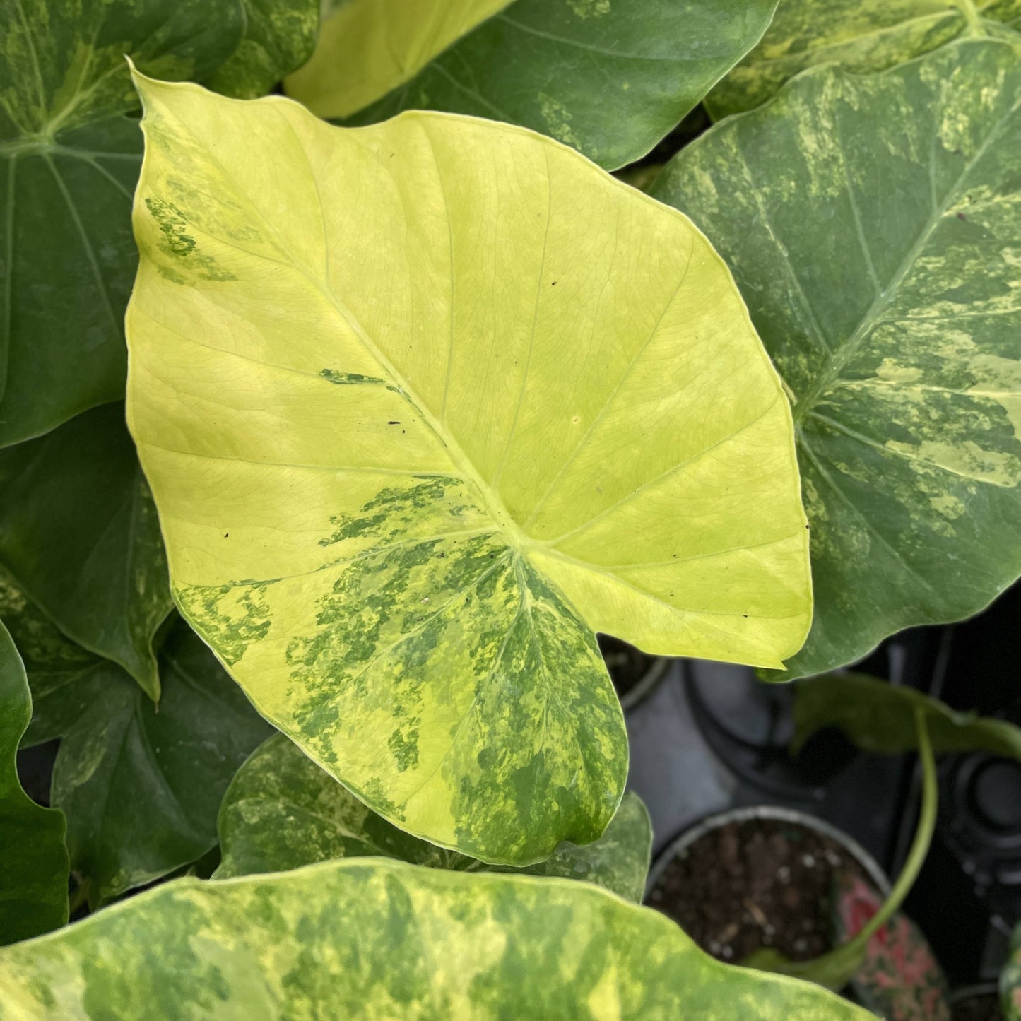 Alocasia Gageana Aurea - 4" Live Plant - RARE
