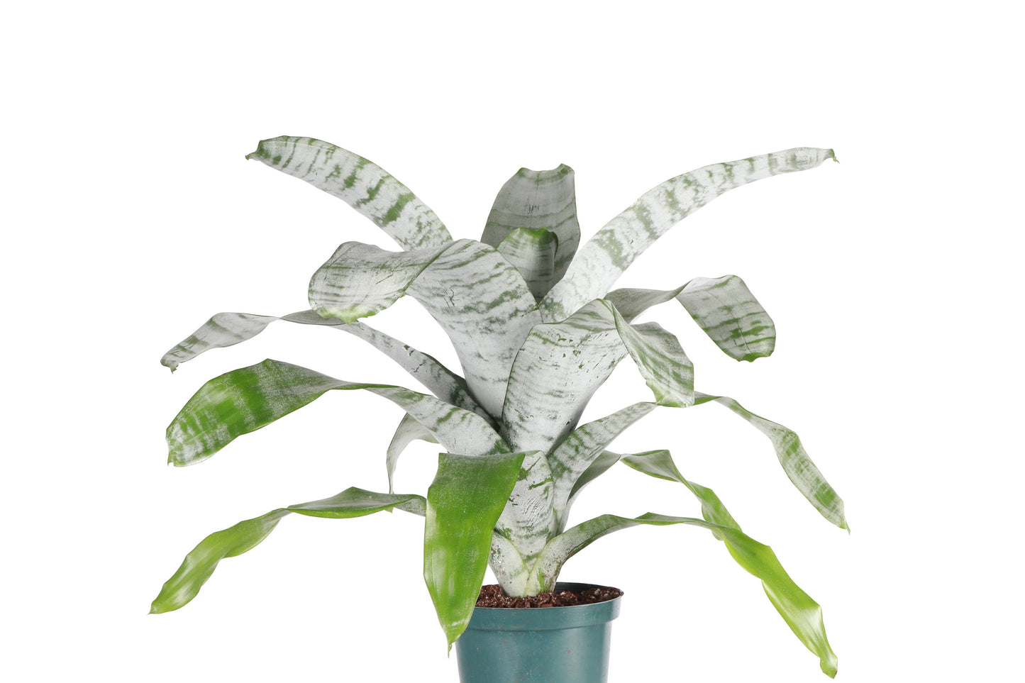 Bromeliad Fasciata - 6" Live Plant