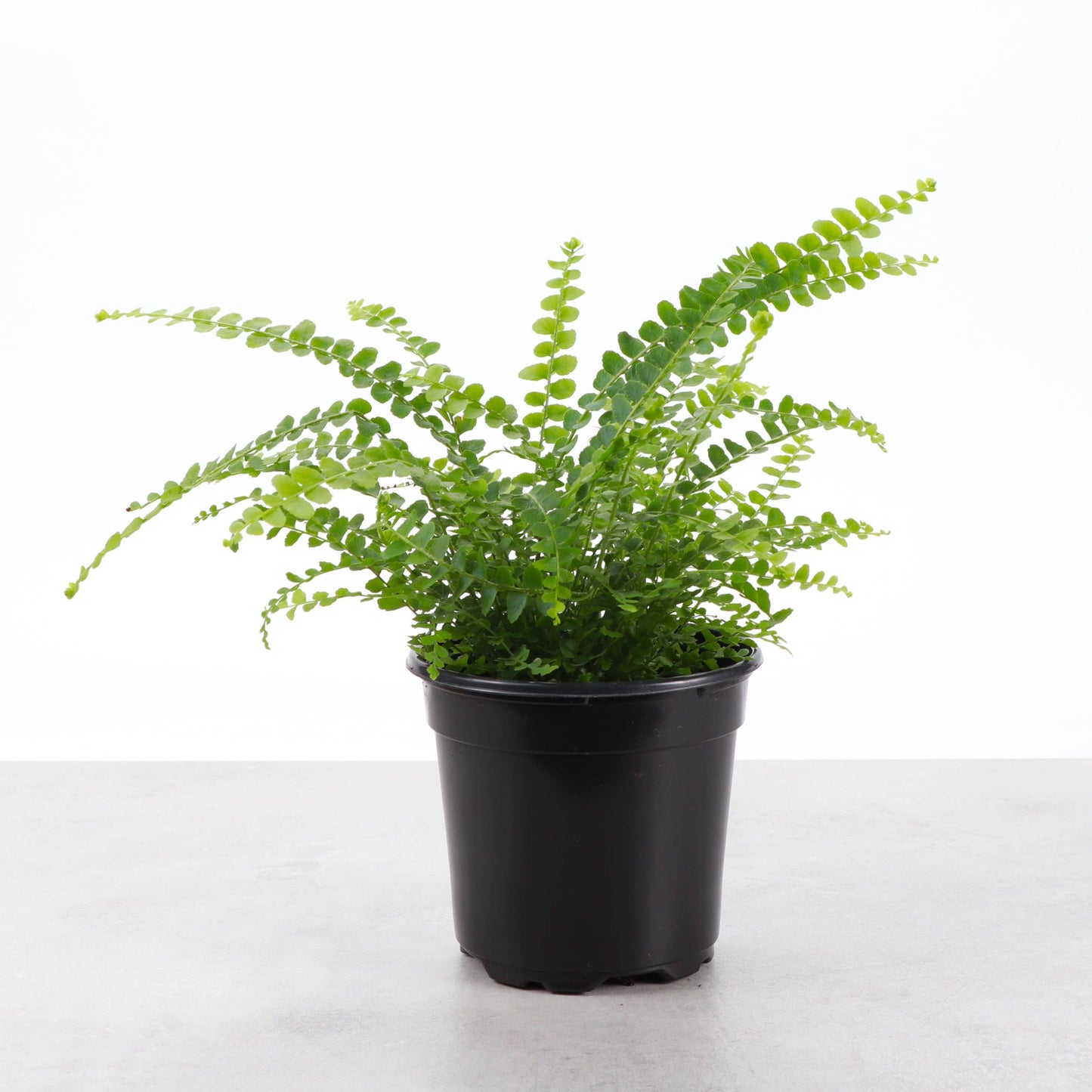 Lemon Button Fern - Live Plant