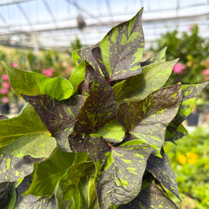 Shadowstorm Sweet Potato Vine - Proven Winners - 4" Pot