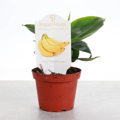 Truly Tiny Banana - Patio Fruit - 4" Live Plant