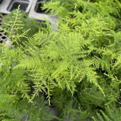 Asparagus Fern Plumosa - 4" Live Plant