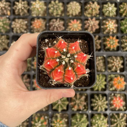 Moon Cactus - Assorted Color - 2" Live Plant