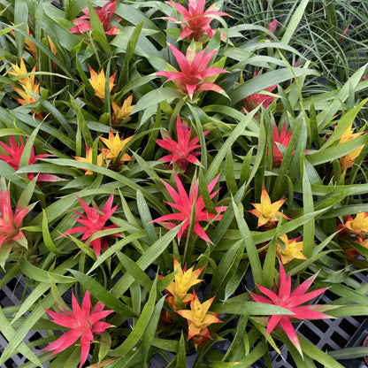 Bromeliad Guzmania- 4" Live Plant - Assorted
