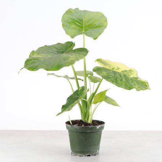 Alocasia Gageana Aurea - 4" Live Plant - RARE