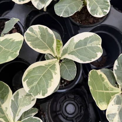 Variegated Fiddle Leaf Fig - 4" Live Plant - RARE