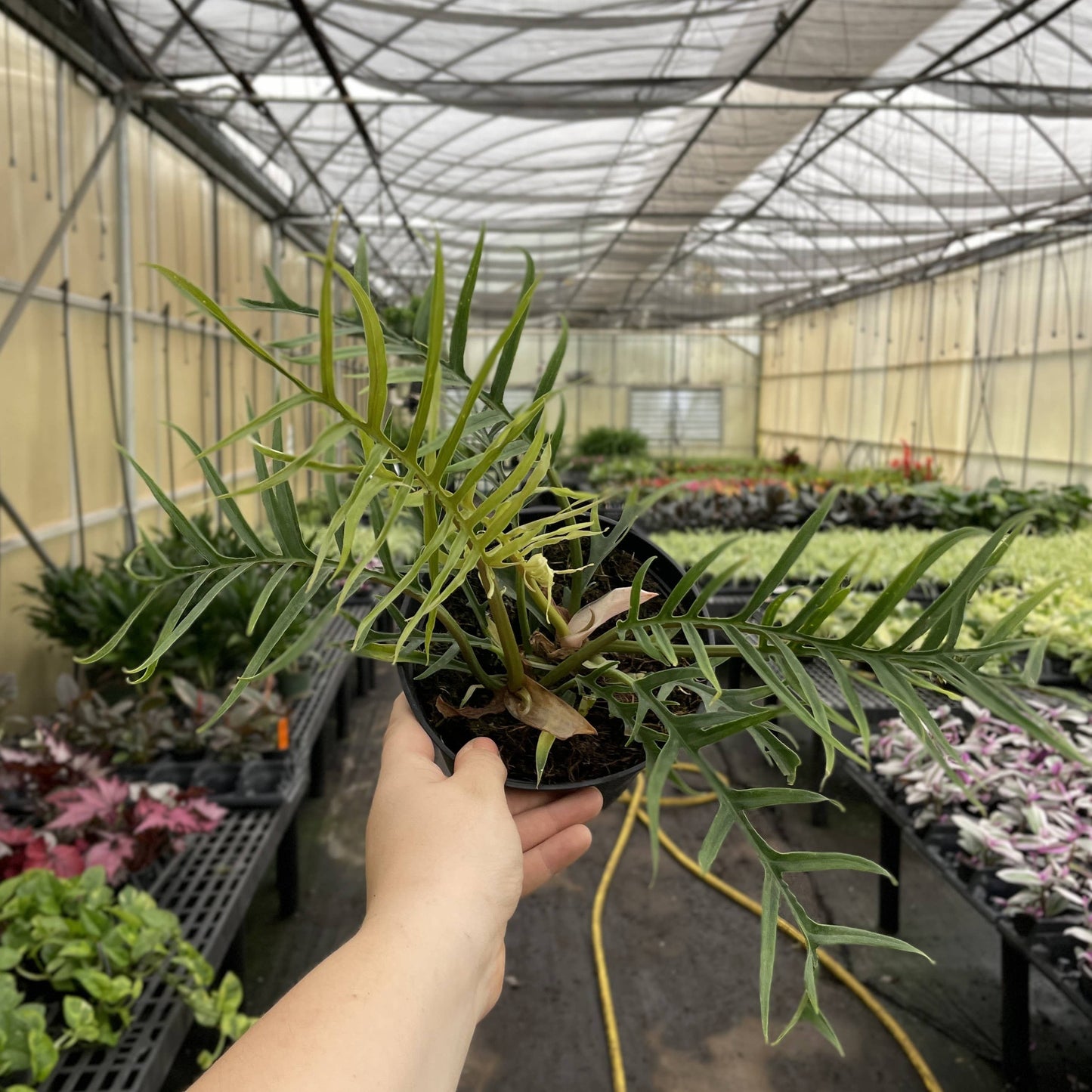 Philodendron Tortum - Live Plant - Rare