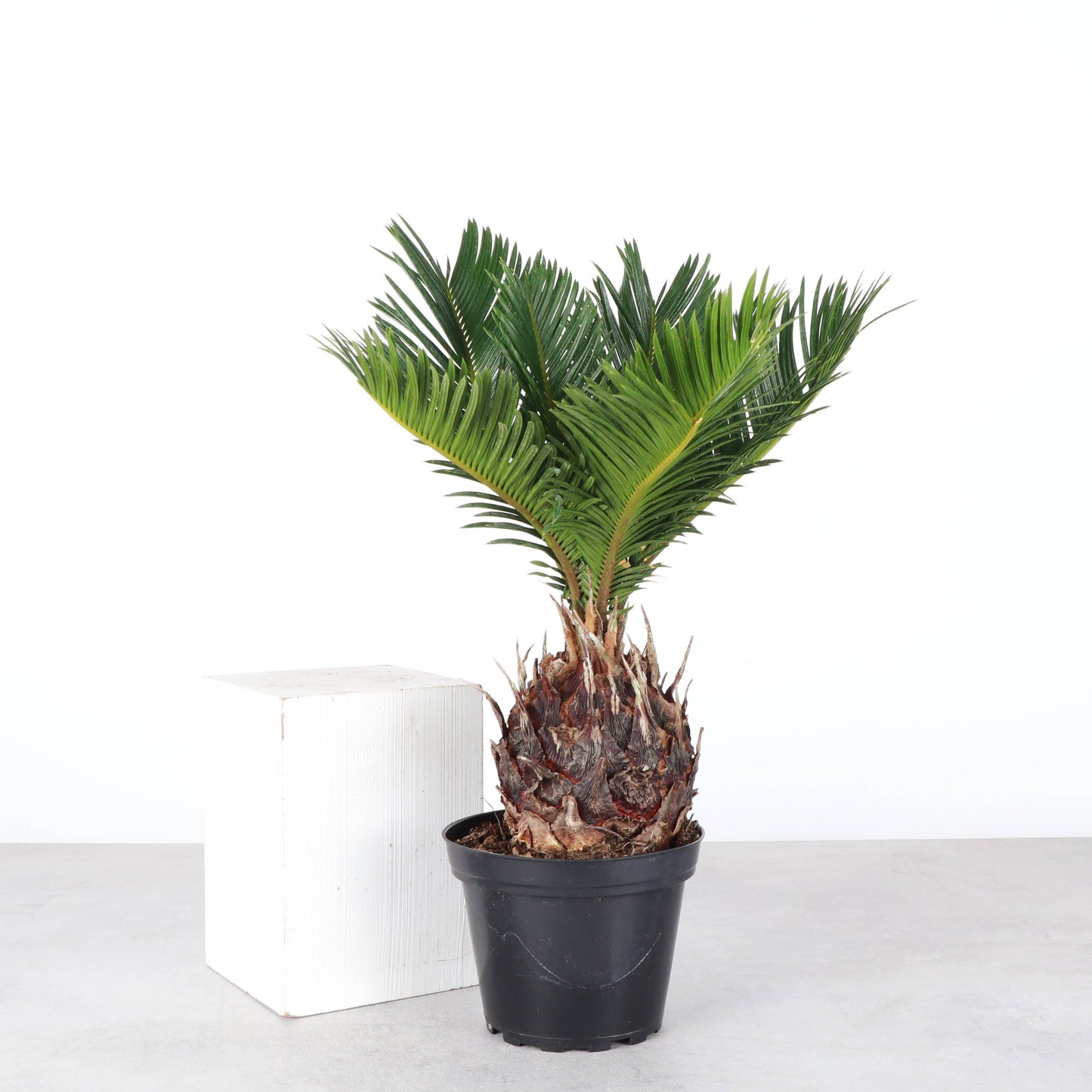 Sago Palm - Live Plant