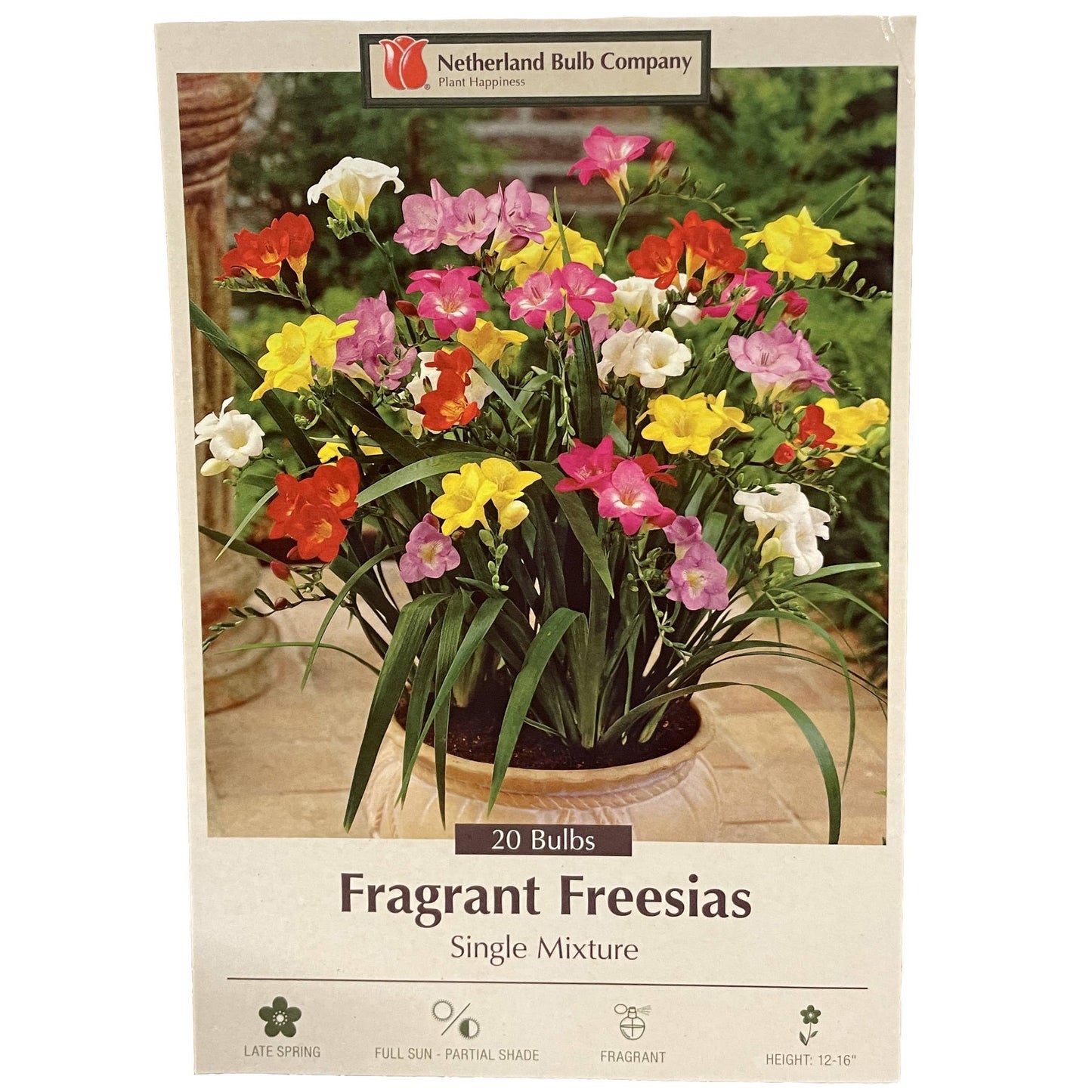 Freesia Flower Bulbs - Perennial
