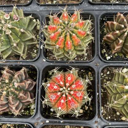Moon Cactus - Assorted Color - 2" Live Plant