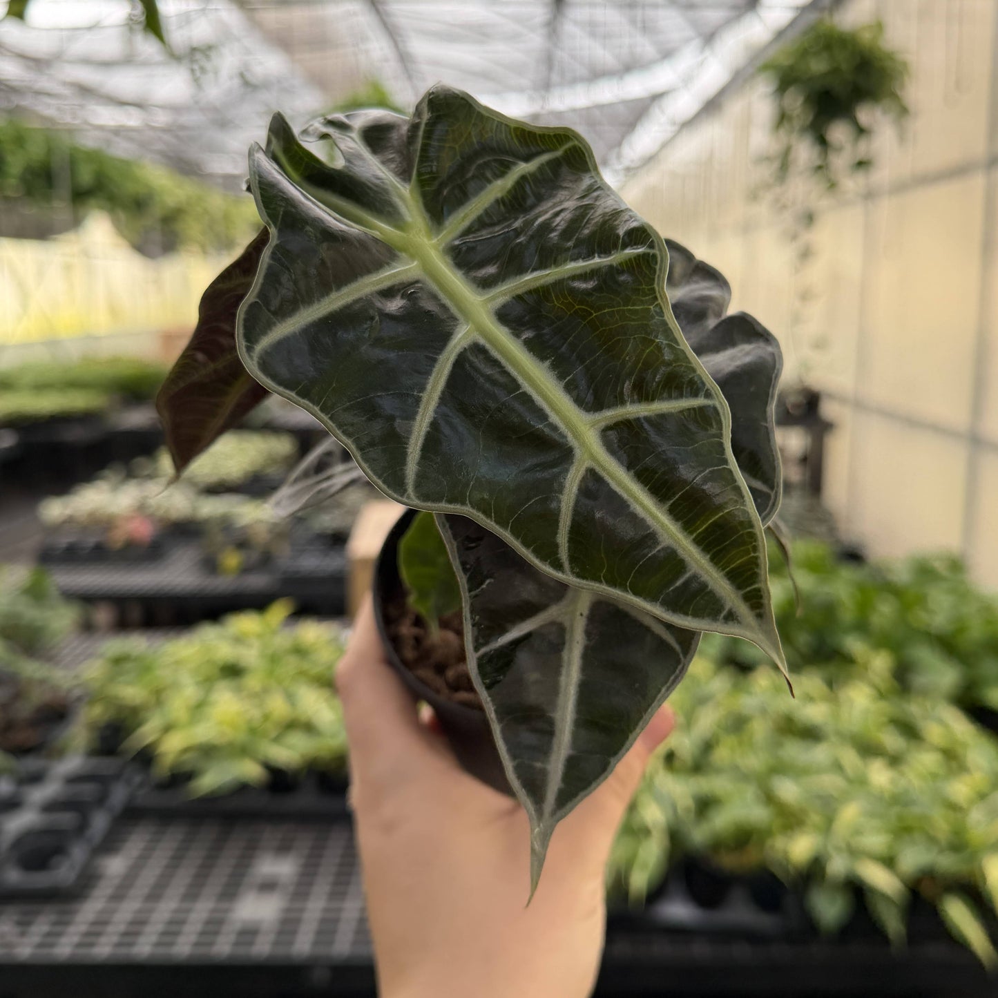 Alocasia Polly - 4" Live Plant