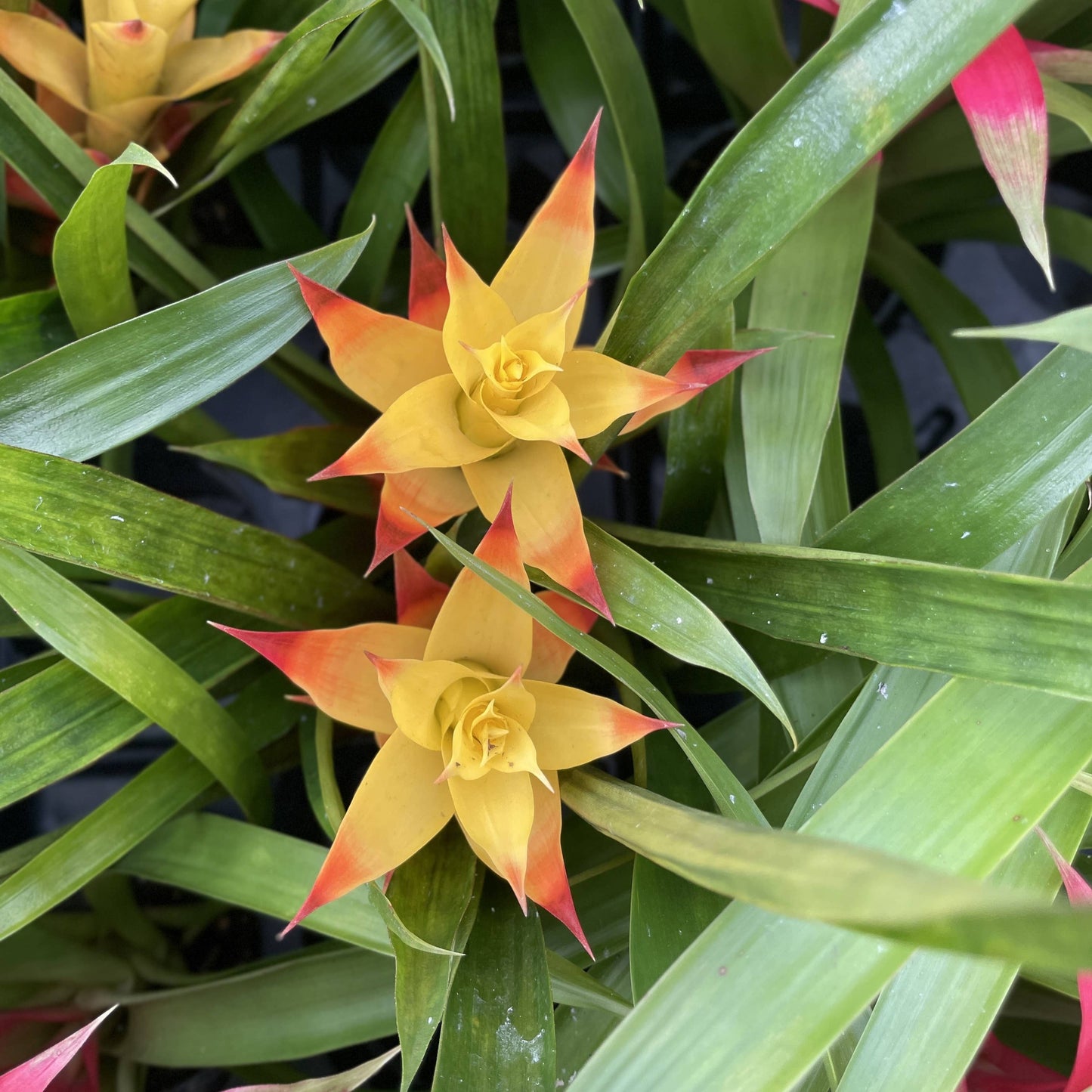 Bromeliad Guzmania- 4" Live Plant - Assorted