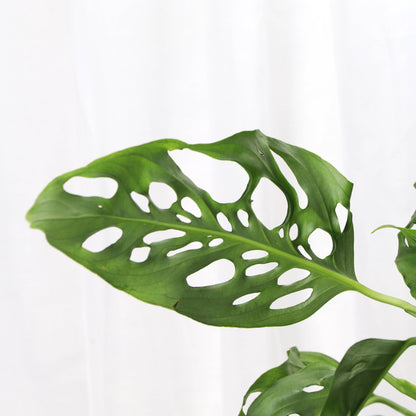 Swiss Cheese Hanging Basket - 8" Live Plant