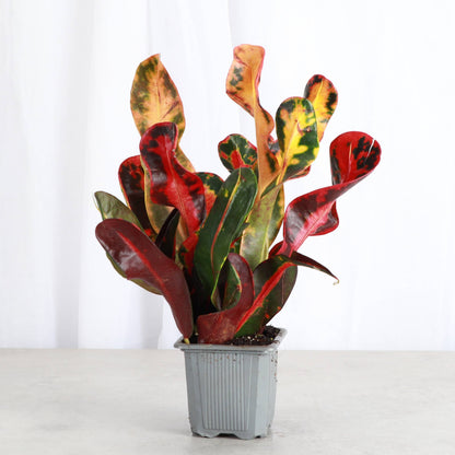 Mammy Croton - Live Plant