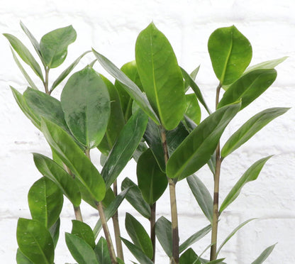 ZZ Plant - Live Plant