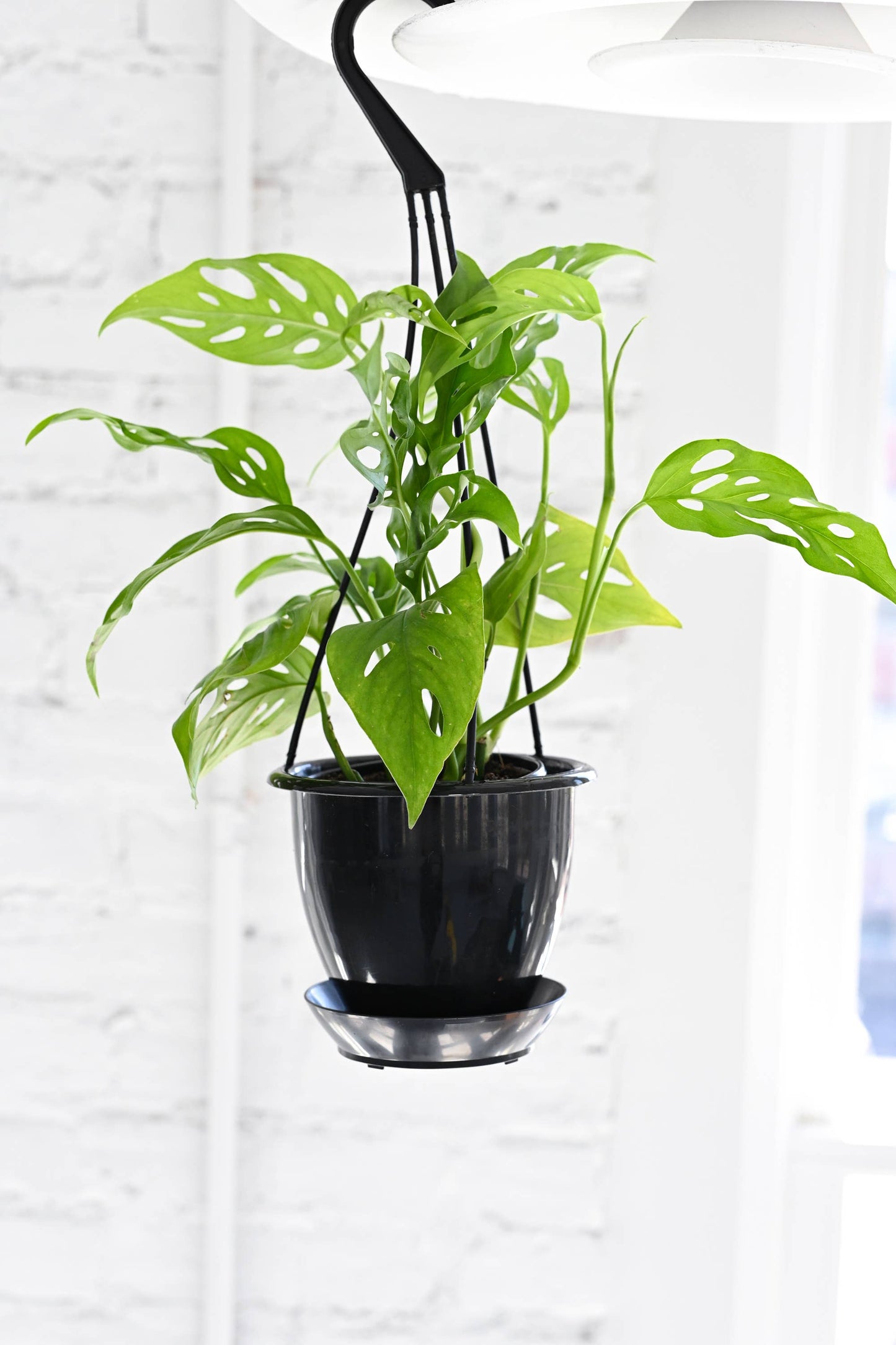 Hanging Pot for 4" Plants - Multiple Colors