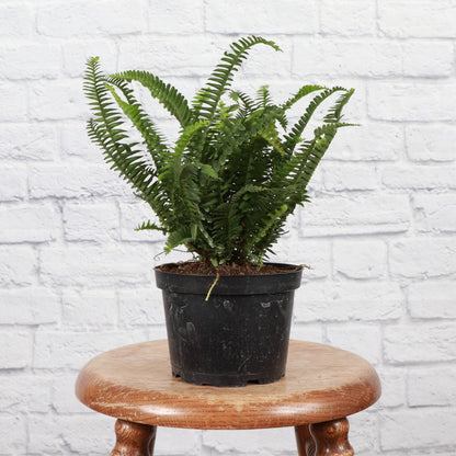 Kimberly Queen  Fern - 6" Live Plant