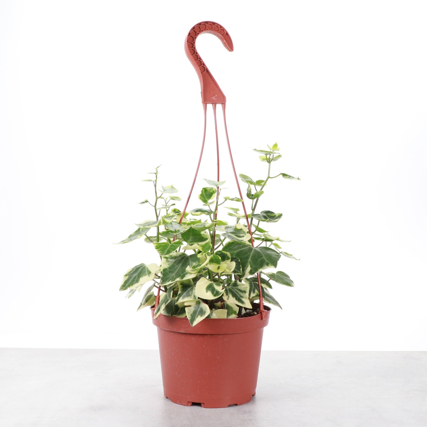 Variegated German Wax Ivy - Hanging - 6" Live Plant