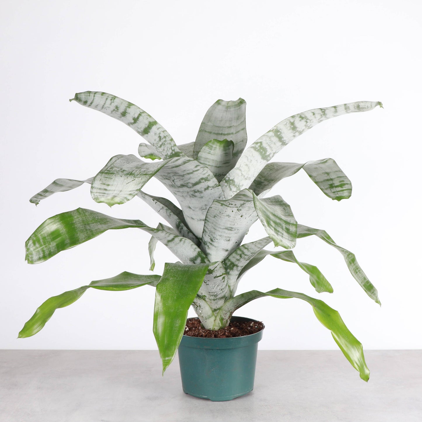 Bromeliad Fasciata - 6" Live Plant