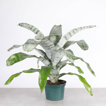 Bromeliad Fasciata - 6" Live Plant