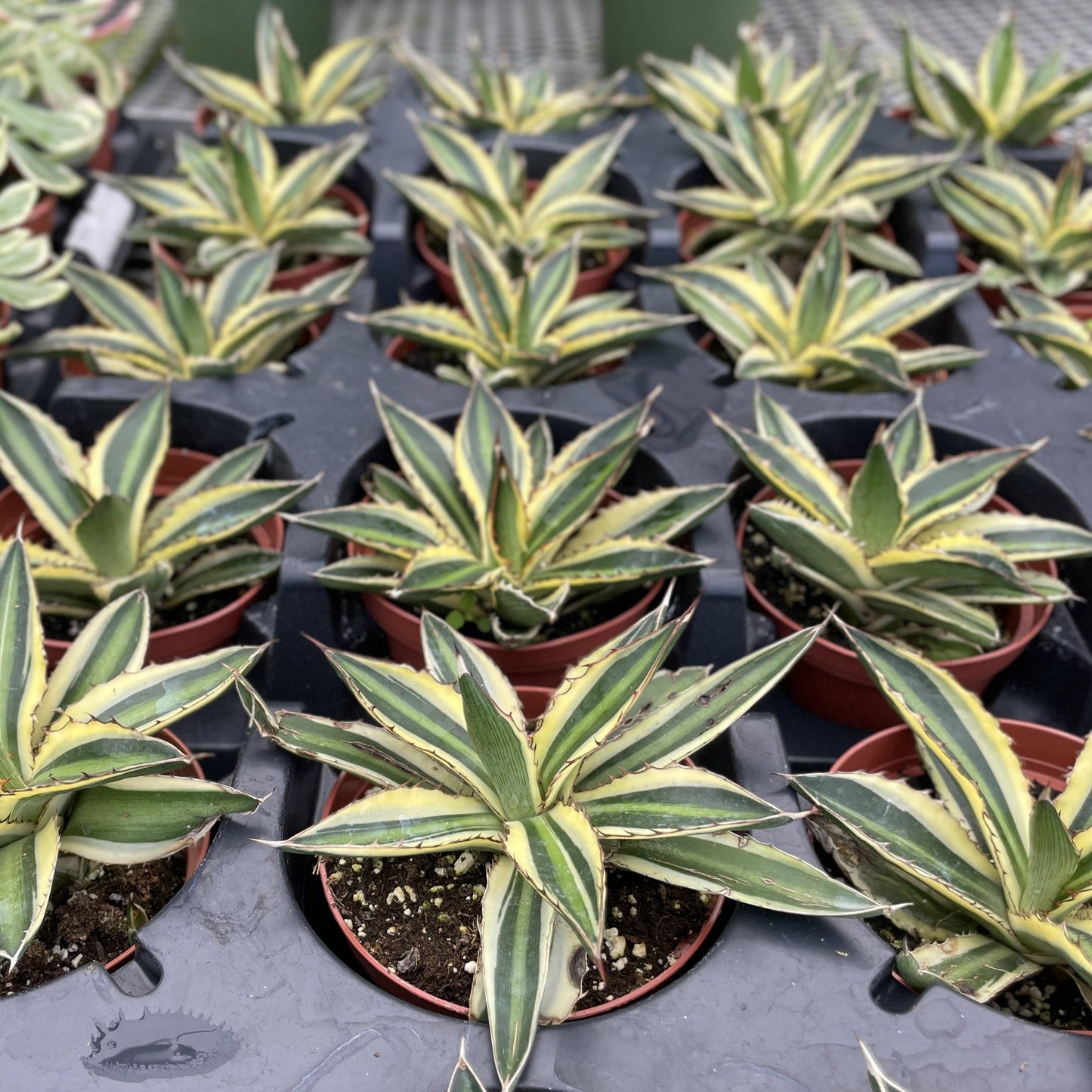 Quadricolor Agave - 4" Live Plant