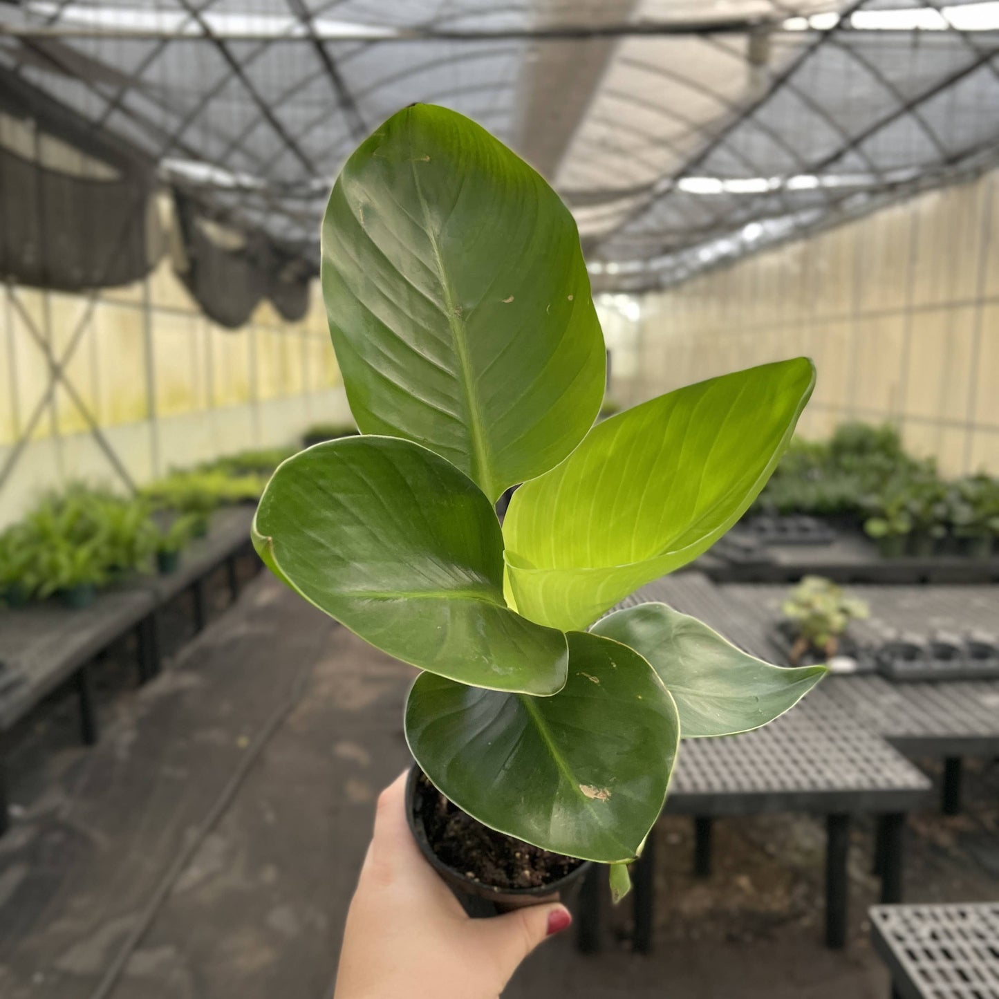 White Bird of Paradise - Live Plant
