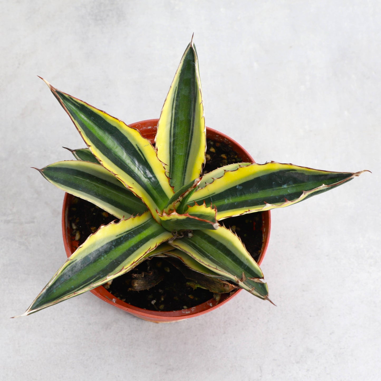 Quadricolor Agave - 4" Live Plant
