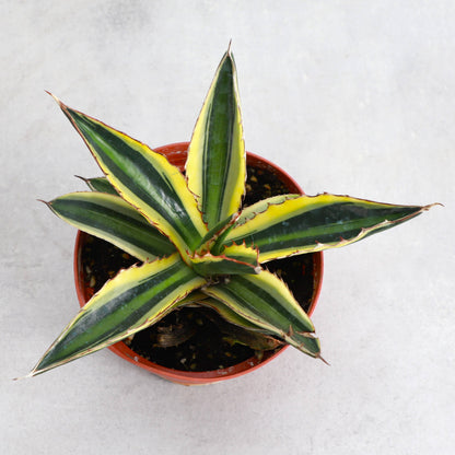 Quadricolor Agave - 4" Live Plant
