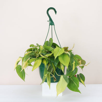 Philodendron Hanging Basket - 8" Live Plant