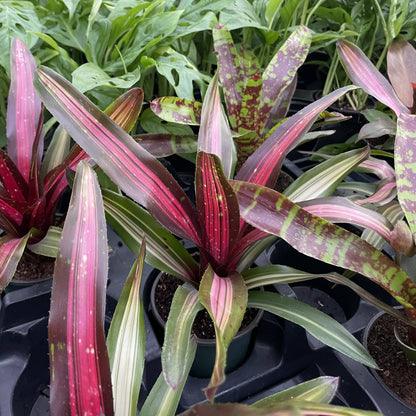 Bromeliad Neoregelia 'Neos' - Live Plant - Assorted