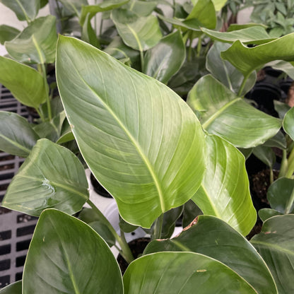 White Bird of Paradise - Live Plant