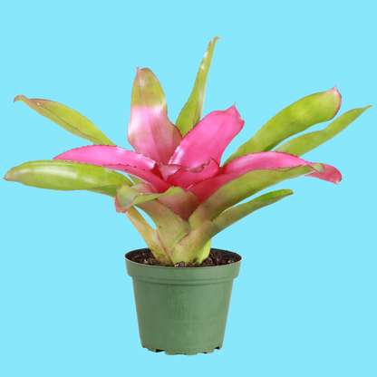 Bromeliad Neoregelia 'Neos' - Live Plant - Assorted