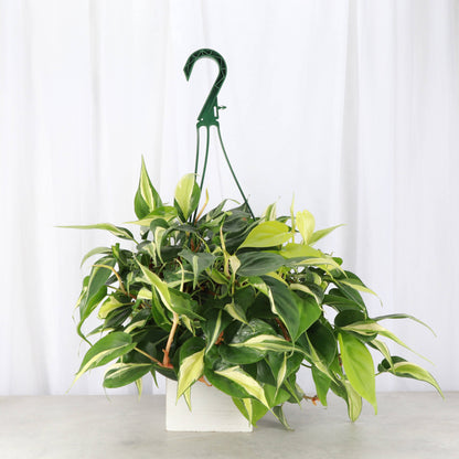 Philodendron Hanging Basket - 8" Live Plant