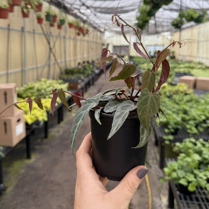 Jungle Vine - Cissus Amazonica - 4" Plant
