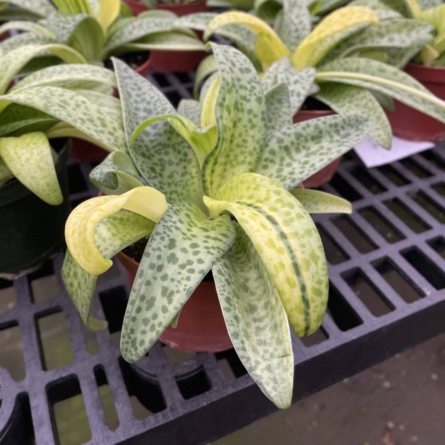 Variegated Resnova Humifusa - 6" Live Plant
