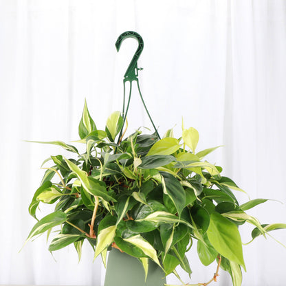 Philodendron Hanging Basket - 8" Live Plant