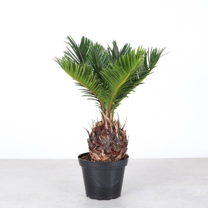 Sago Palm - Live Plant