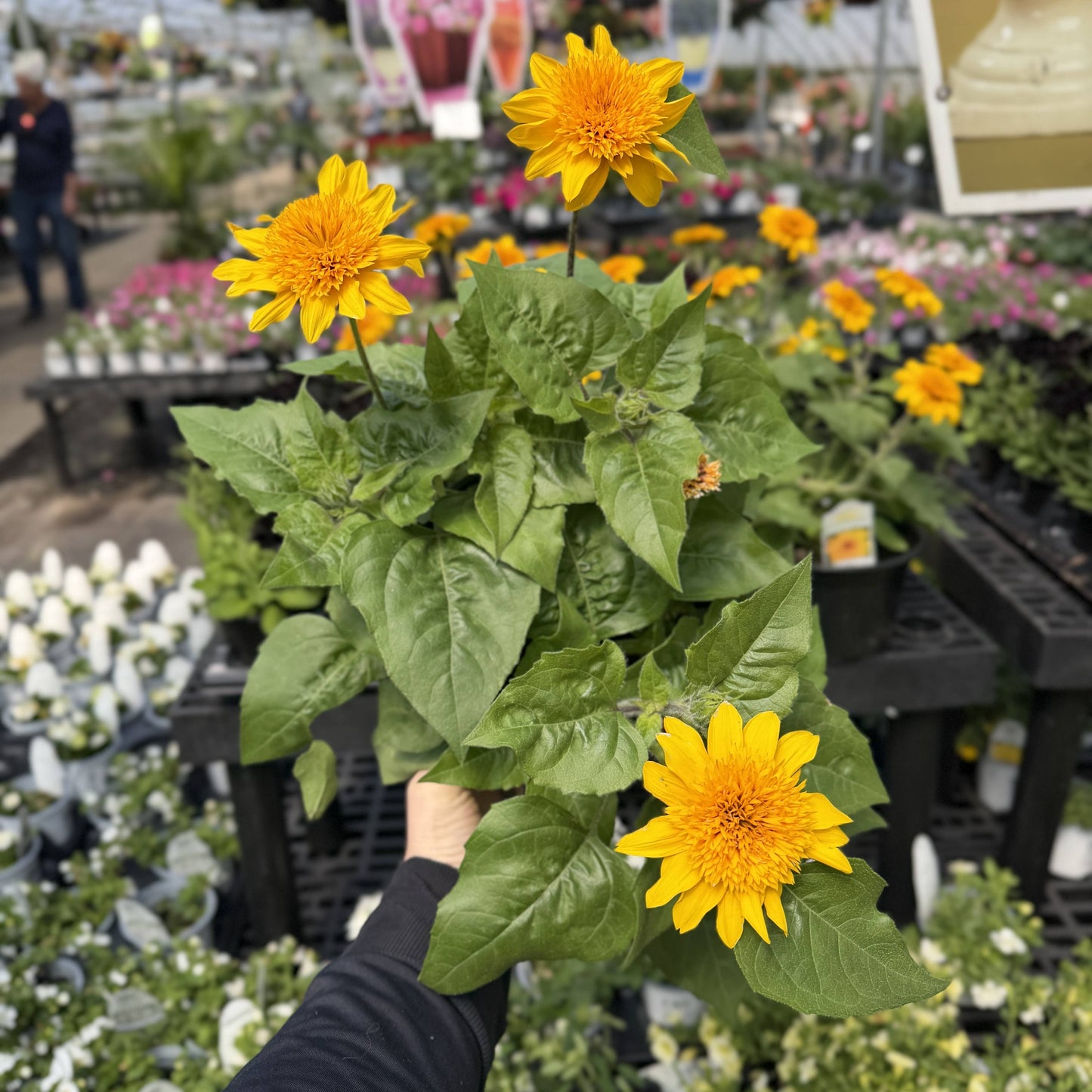 Sunfinity Sunflower Plant - Summer & Fall Blooming - 4" Pot