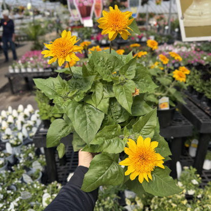 Sunfinity Sunflower Plant - Summer & Fall Blooming - 4" Pot