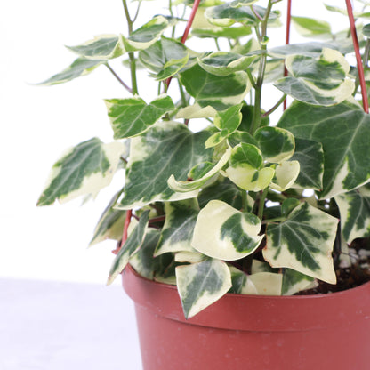Variegated German Wax Ivy - Hanging - 6" Live Plant