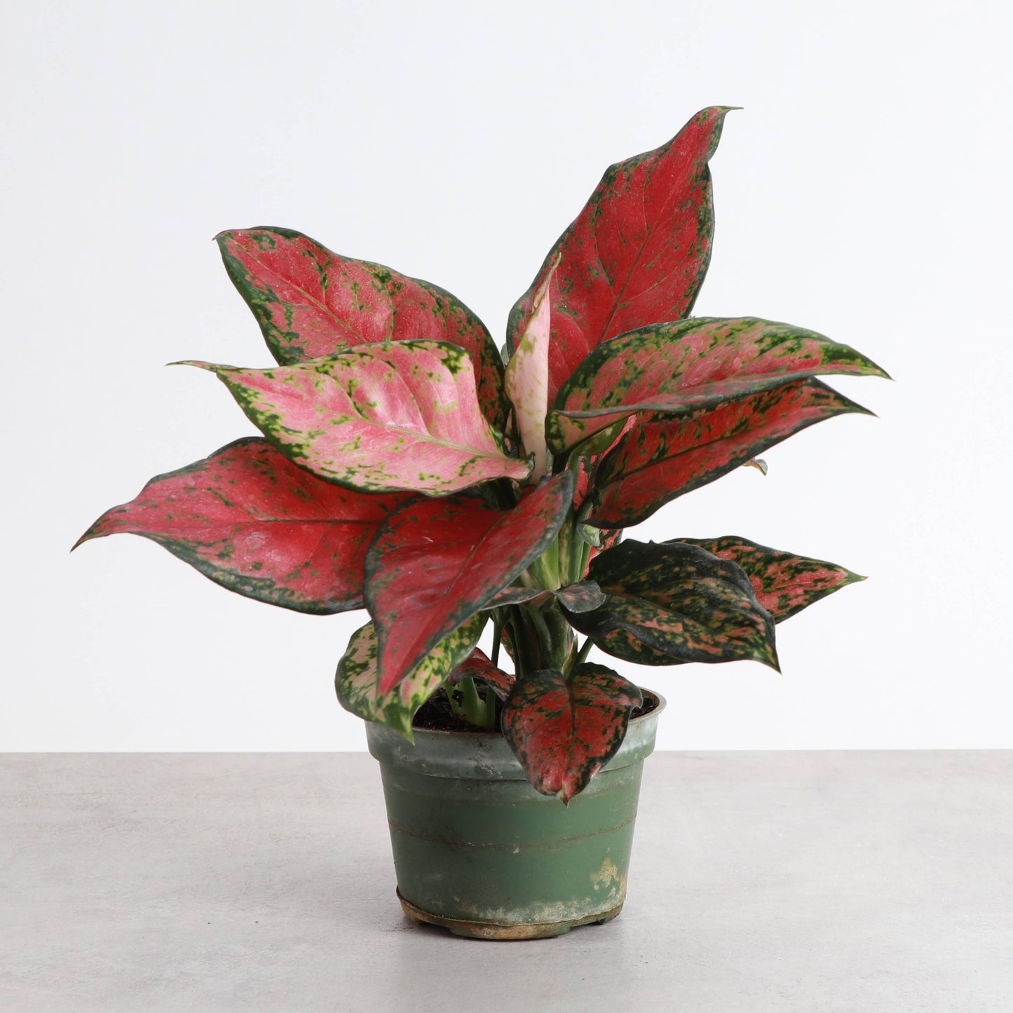 Aglaonema Black Maroon - 4" Live Plant