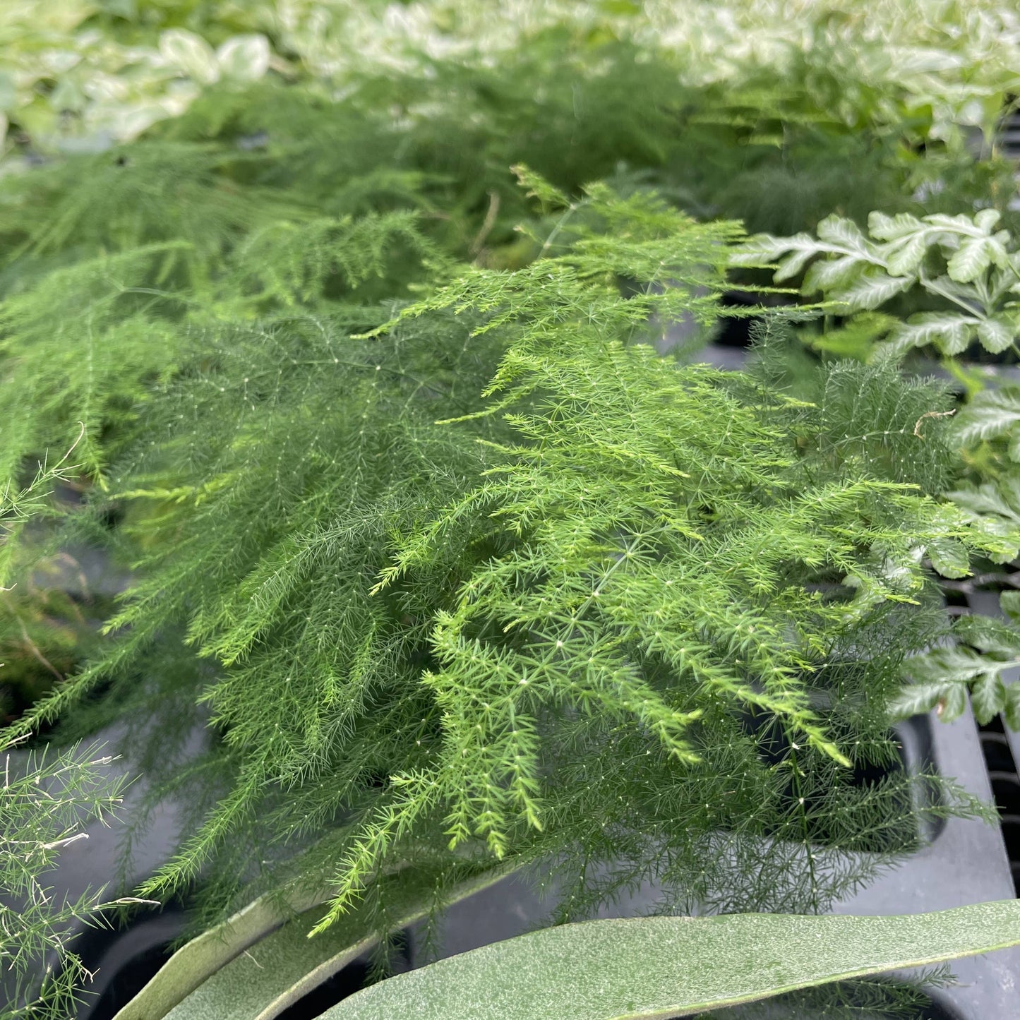 Asparagus Fern Plumosa - 4" Live Plant