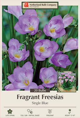 Freesia Flower Bulbs - Perennial