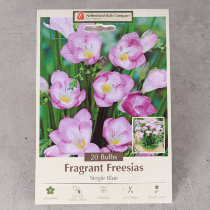 Freesia Flower Bulbs - Perennial