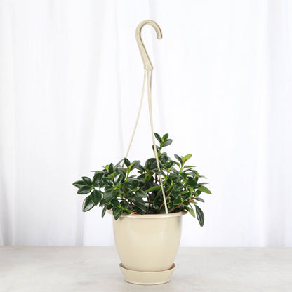 Hanging Pot for 4" Plants - Multiple Colors