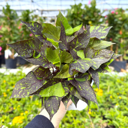 Shadowstorm Sweet Potato Vine - Proven Winners - 4" Pot