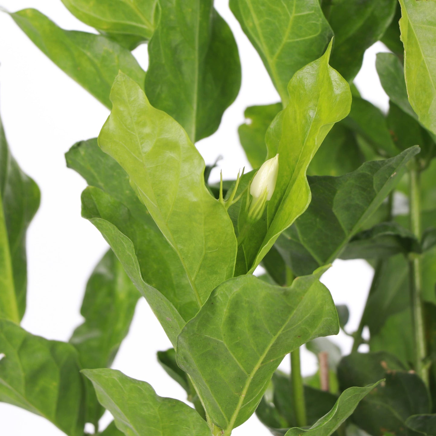 Flowering Jasmine Sambac - 6" Live Plant