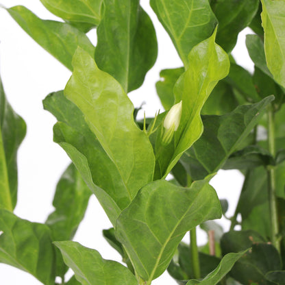 Flowering Jasmine Sambac - 6" Live Plant