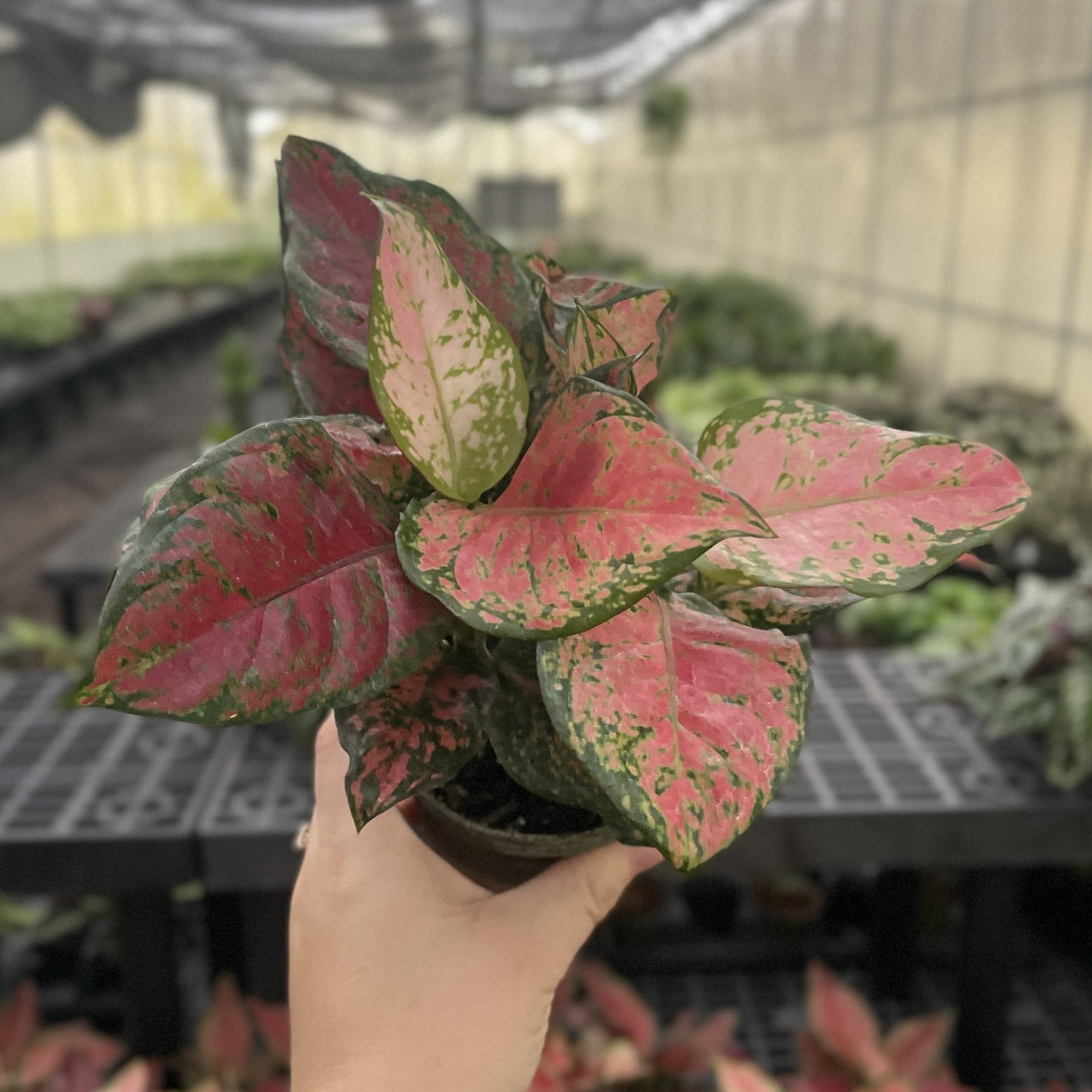 Aglaonema Black Maroon - 4" Live Plant