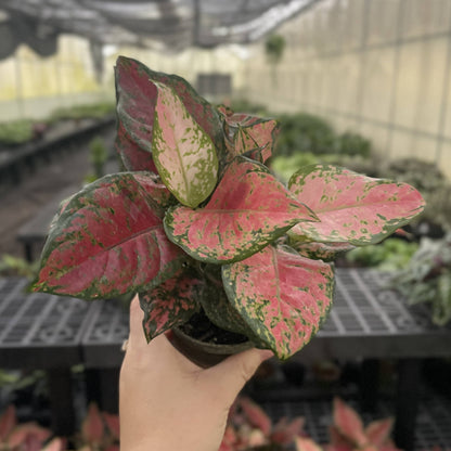 Aglaonema Black Maroon - 4" Live Plant